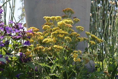 Schafgarbe 'Milly Rock Yellow Terracotta' - Achillea millefolium 'Milly Rock Yellow Terracotta'