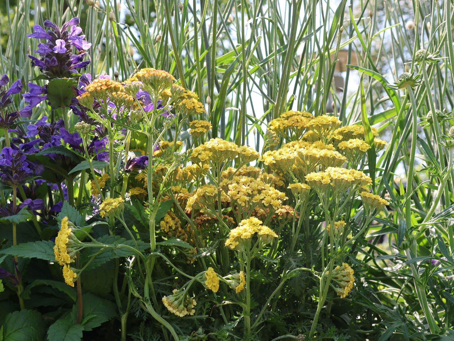 Schafgarbe 'Milly Rock Yellow Terracotta' - Achillea millefolium 'Milly Rock Yellow Terracotta'