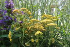 Schafgarbe 'Milly Rock Yellow Terracotta' - Achillea millefolium 'Milly Rock Yellow Terracotta'
