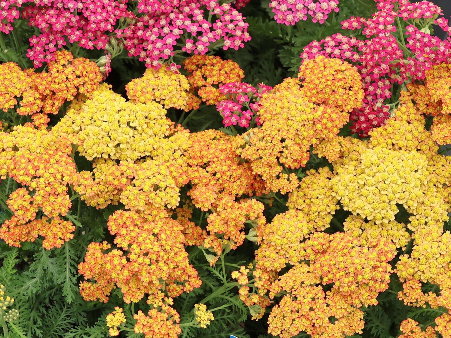 Schafgarbe 'Milly Rock Yellow Terracotta' - Achillea millefolium 'Milly Rock Yellow Terracotta'