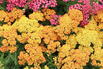 Schafgarbe 'Milly Rock Yellow Terracotta' - Achillea millefolium 'Milly Rock Yellow Terracotta'