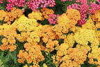 Schafgarbe 'Milly Rock Yellow Terracotta' - Achillea millefolium 'Milly Rock Yellow Terracotta'