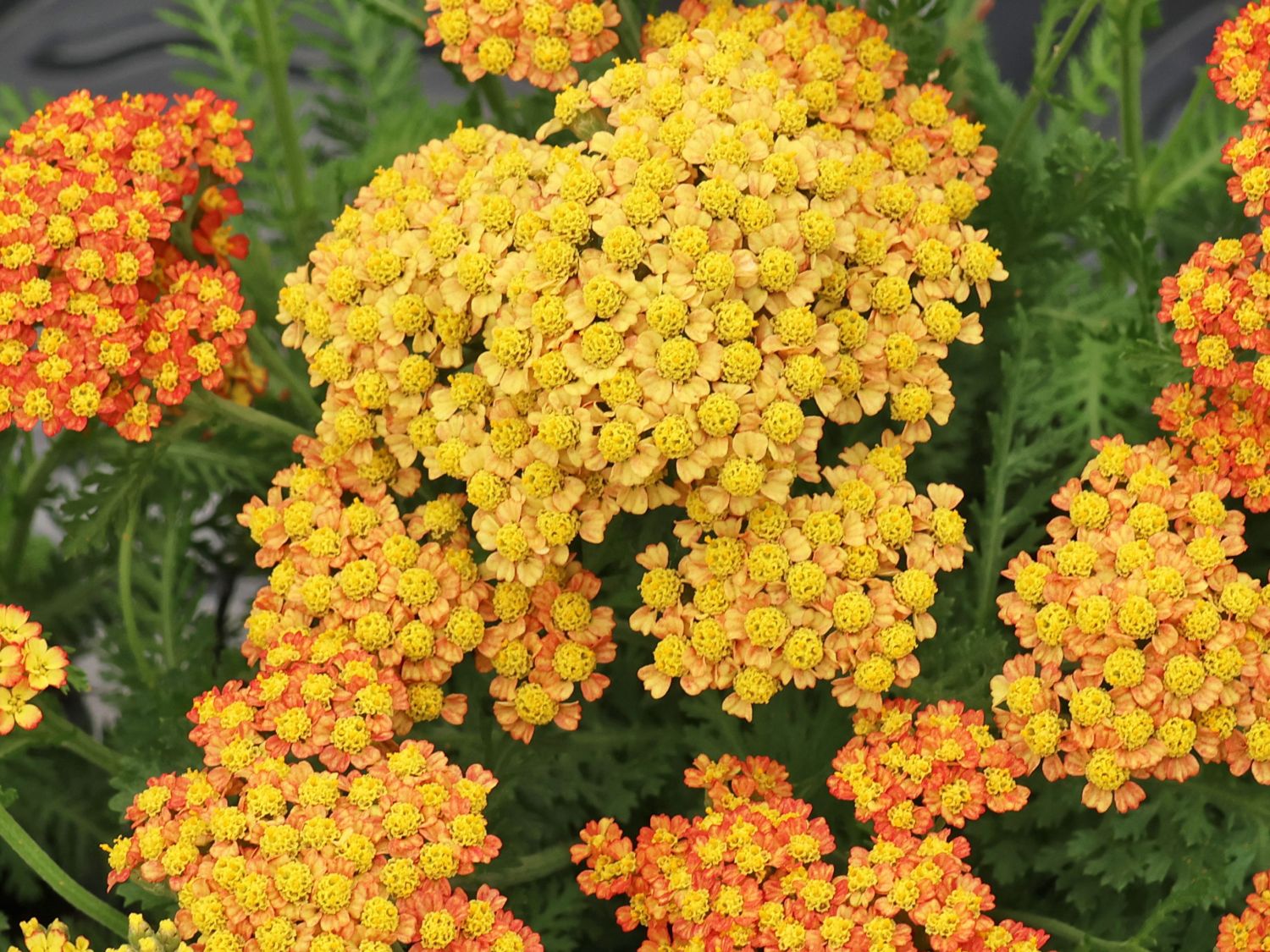 Schafgarbe 'Milly Rock Yellow Terracotta' - Achillea millefolium 'Milly Rock Yellow Terracotta'