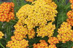 Schafgarbe 'Milly Rock Yellow Terracotta' - Achillea millefolium 'Milly Rock Yellow Terracotta'