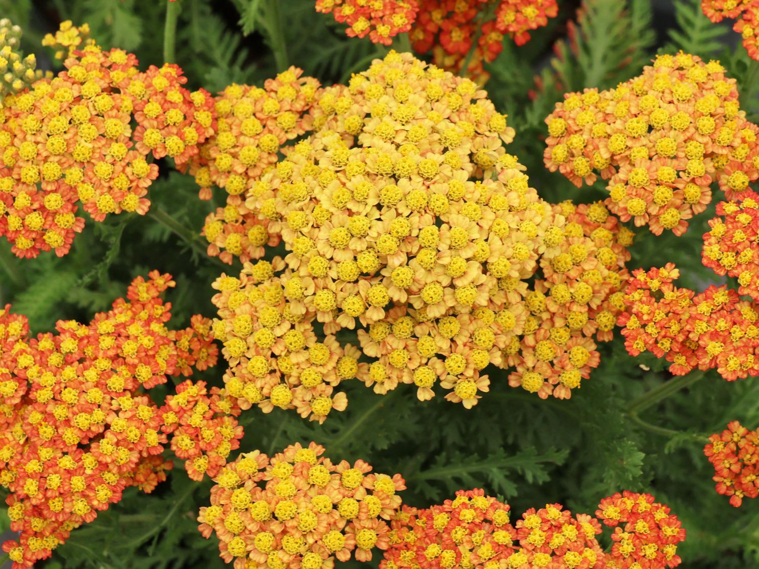 Schafgarbe 'Milly Rock Yellow Terracotta' - Achillea millefolium 'Milly Rock Yellow Terracotta'