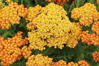 Schafgarbe 'Milly Rock Yellow Terracotta' - Achillea millefolium 'Milly Rock Yellow Terracotta'
