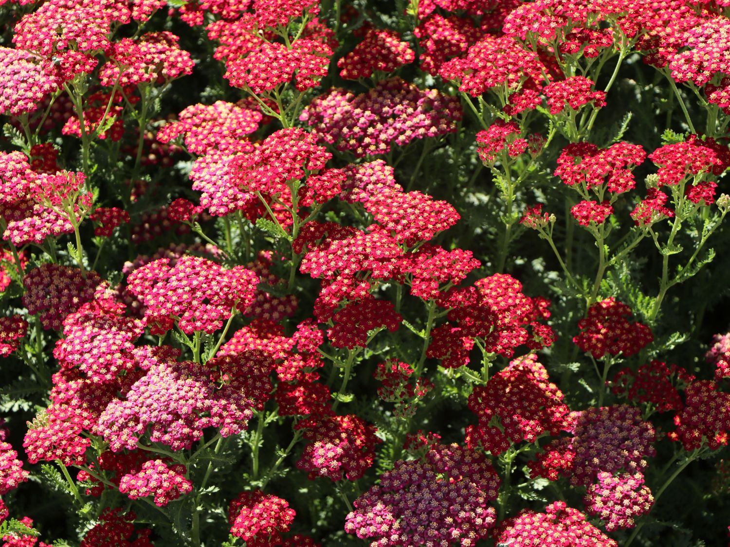 Schafgarbe 'New Vintage Red' - Achillea millefolium 'New Vintage Red'