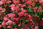 Schafgarbe 'New Vintage Red' - Achillea millefolium 'New Vintage Red'