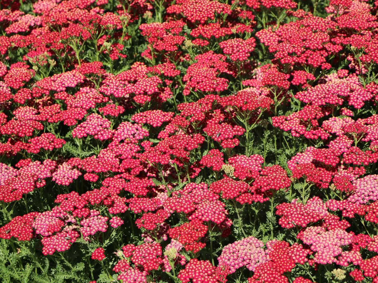 Schafgarbe 'New Vintage Red' - Achillea millefolium 'New Vintage Red'