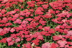 Schafgarbe 'New Vintage Red' - Achillea millefolium 'New Vintage Red'