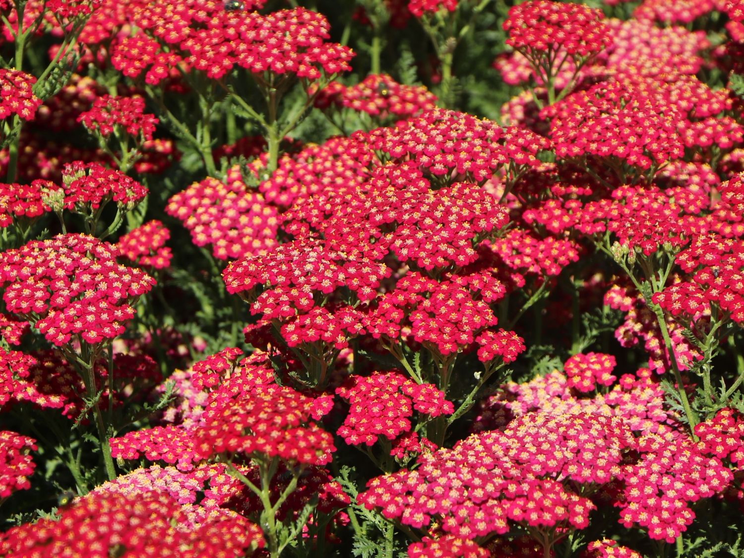 Schafgarbe 'New Vintage Red' - Achillea millefolium 'New Vintage Red'