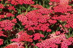 Schafgarbe 'New Vintage Red' - Achillea millefolium 'New Vintage Red'