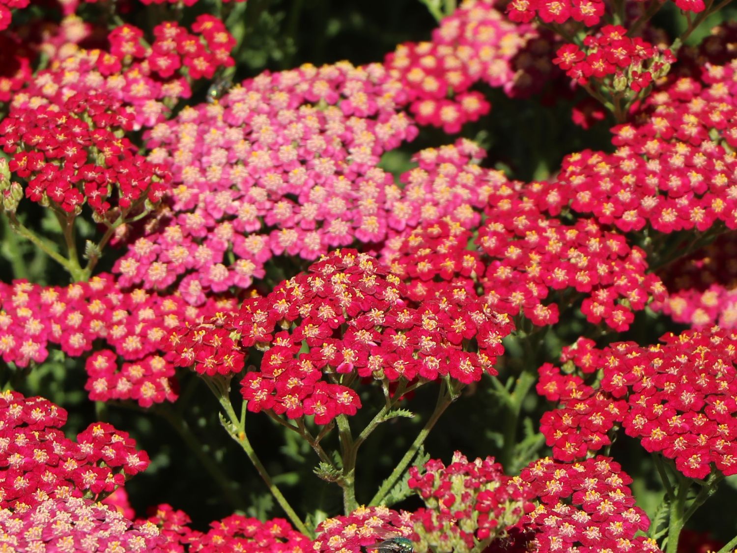 Schafgarbe 'New Vintage Red' - Achillea millefolium 'New Vintage Red'