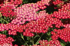 Schafgarbe 'New Vintage Red' - Achillea millefolium 'New Vintage Red'