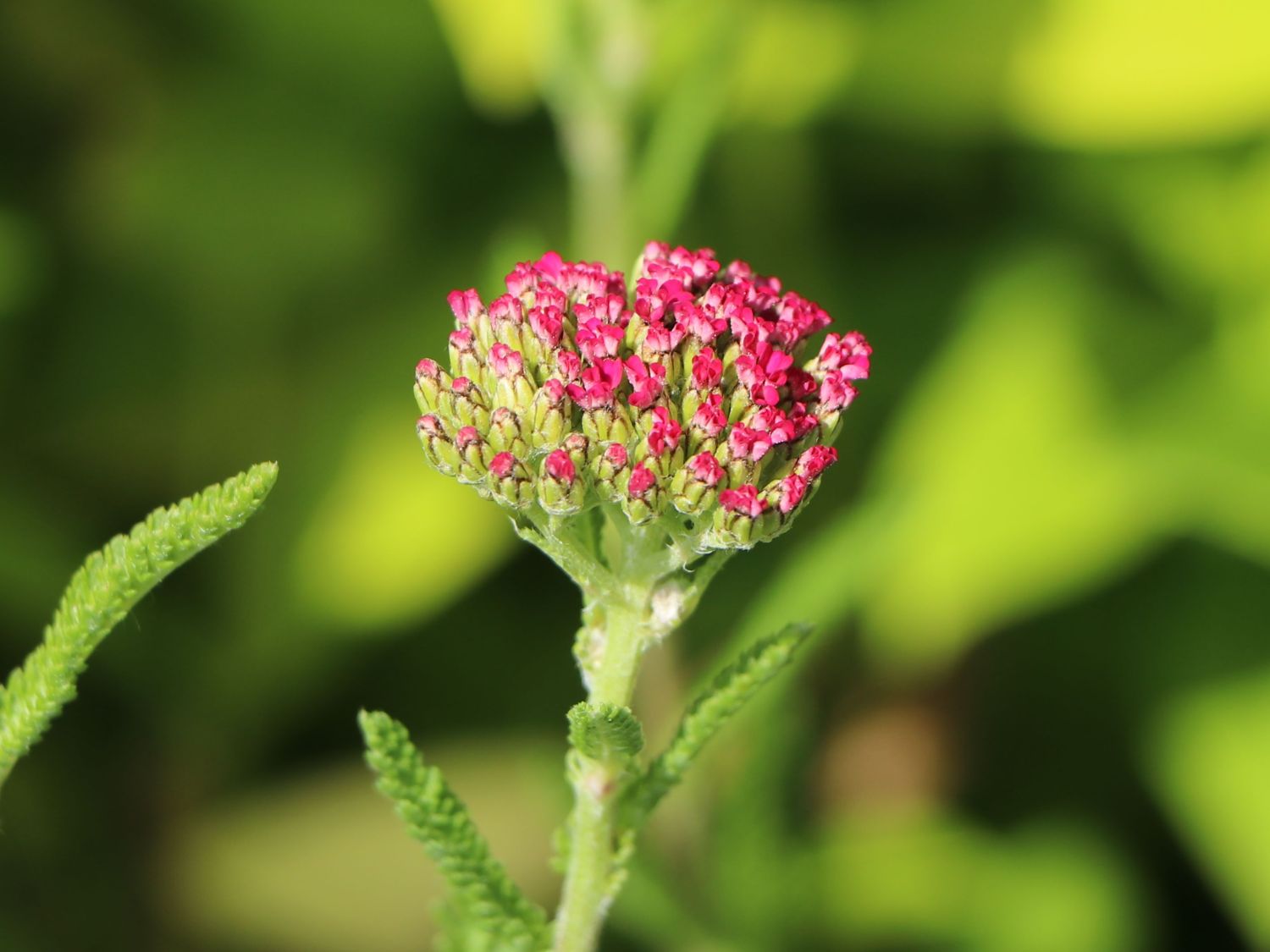 Schafgarbe 'New Vintage Rose' - Achillea millefolium 'New Vintage Rose'