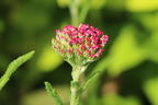 Schafgarbe 'New Vintage Rose' - Achillea millefolium 'New Vintage Rose'