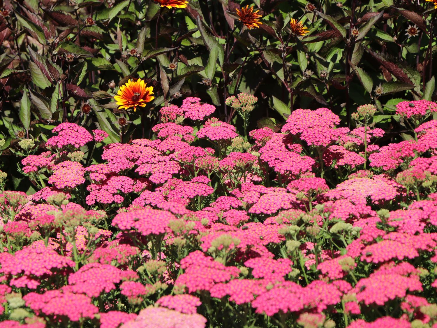 Schafgarbe 'New Vintage Rose' - Achillea millefolium 'New Vintage Rose'