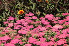 Schafgarbe 'New Vintage Rose' - Achillea millefolium 'New Vintage Rose'