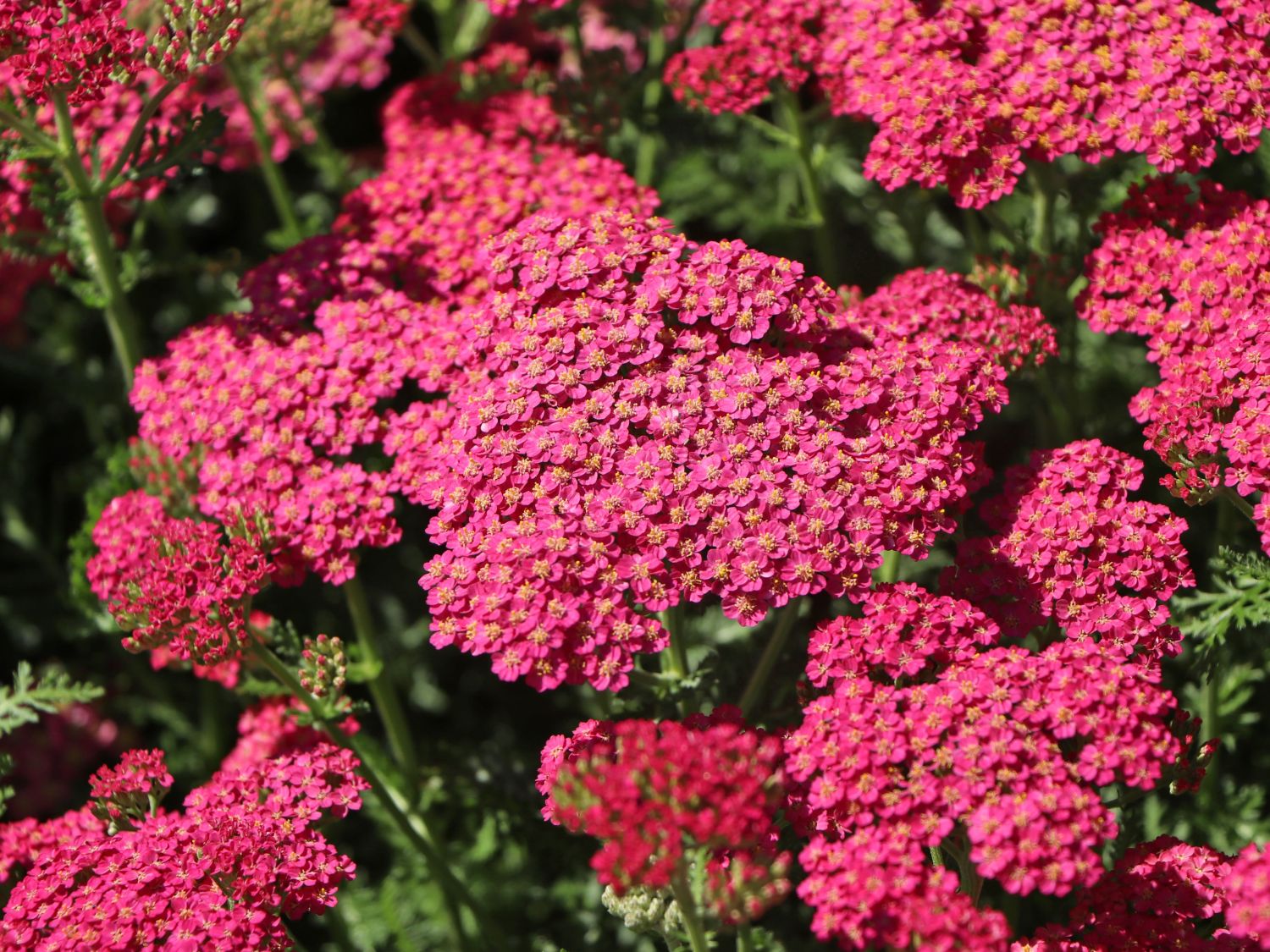 Schafgarbe 'New Vintage Rose' - Achillea millefolium 'New Vintage Rose'