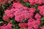 Schafgarbe 'New Vintage Rose' - Achillea millefolium 'New Vintage Rose'