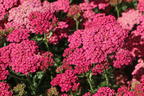Schafgarbe 'New Vintage Rose' - Achillea millefolium 'New Vintage Rose'