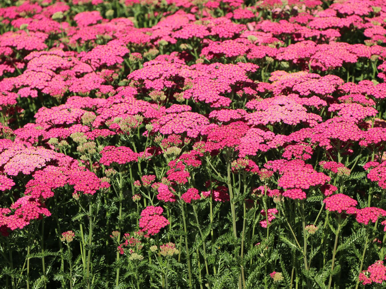 Schafgarbe 'New Vintage Rose' - Achillea millefolium 'New Vintage Rose'
