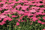 Schafgarbe 'New Vintage Rose' - Achillea millefolium 'New Vintage Rose'