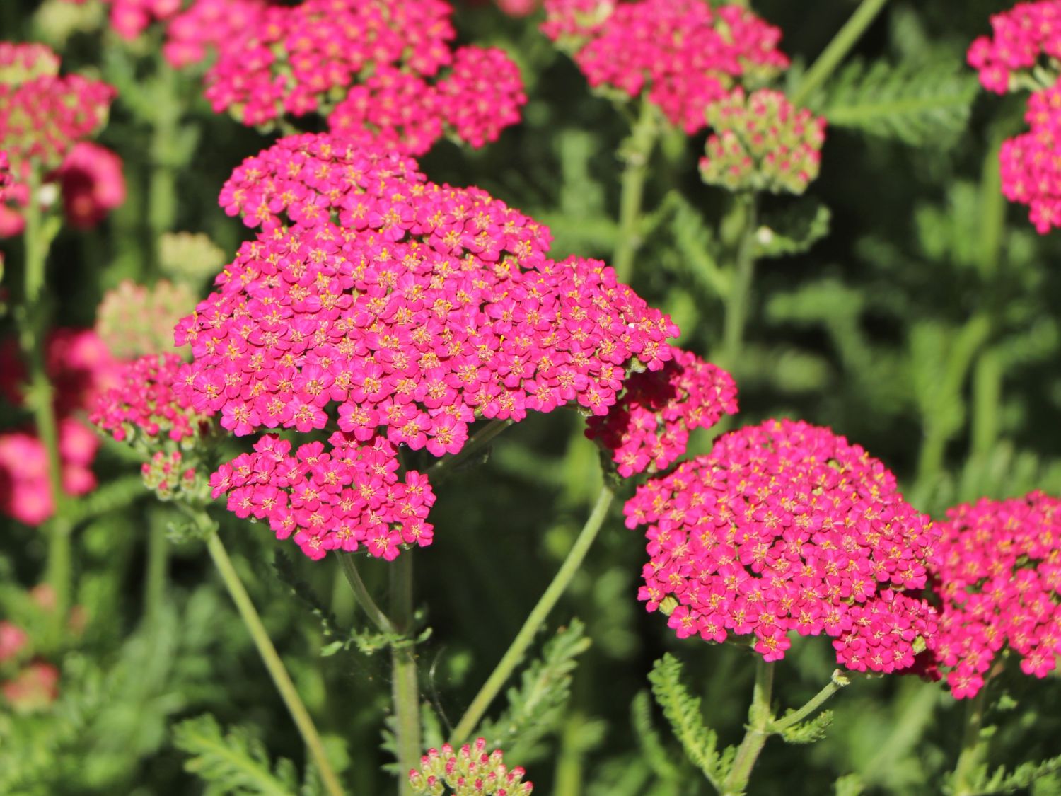 Schafgarbe 'New Vintage Rose' - Achillea millefolium 'New Vintage Rose'
