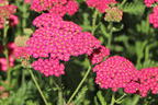 Schafgarbe 'New Vintage Rose' - Achillea millefolium 'New Vintage Rose'