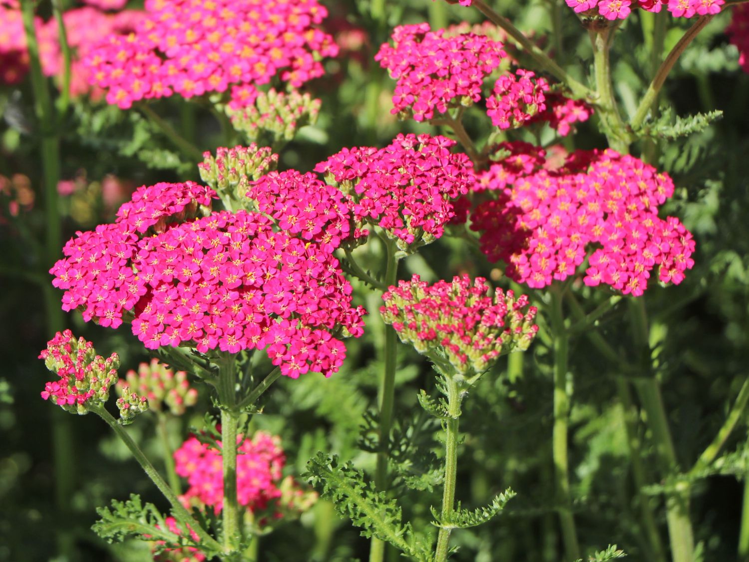 Schafgarbe 'New Vintage Rose' - Achillea millefolium 'New Vintage Rose'