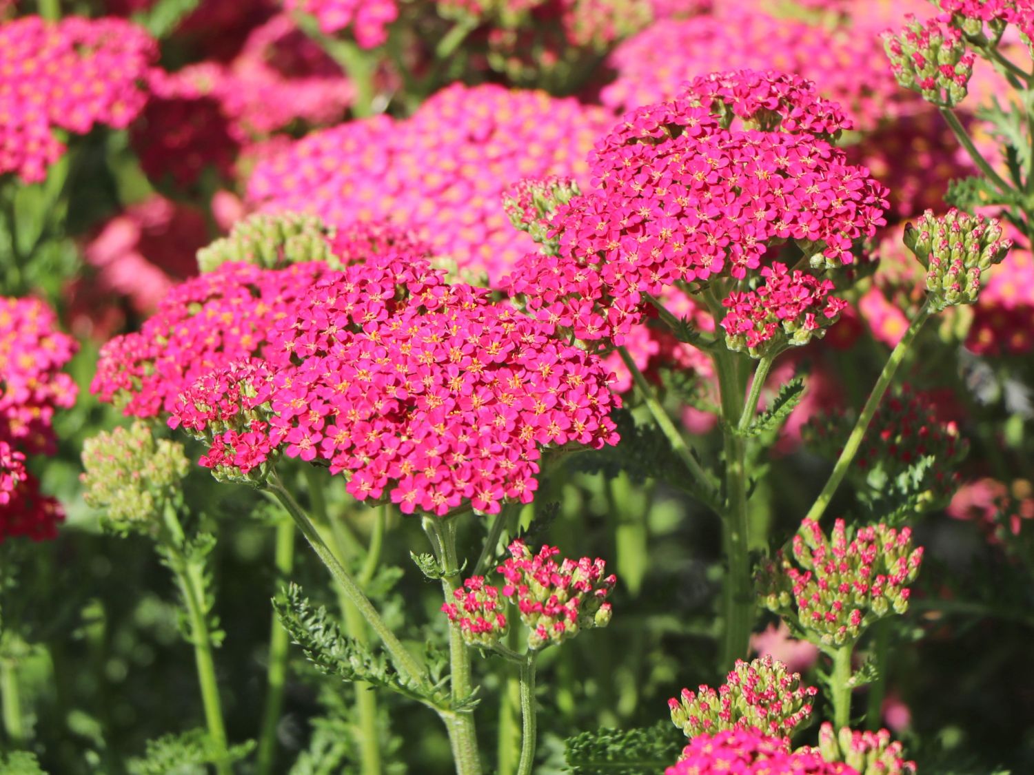 Schafgarbe 'New Vintage Rose' - Achillea millefolium 'New Vintage Rose'