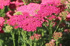 Schafgarbe 'New Vintage Rose' - Achillea millefolium 'New Vintage Rose'