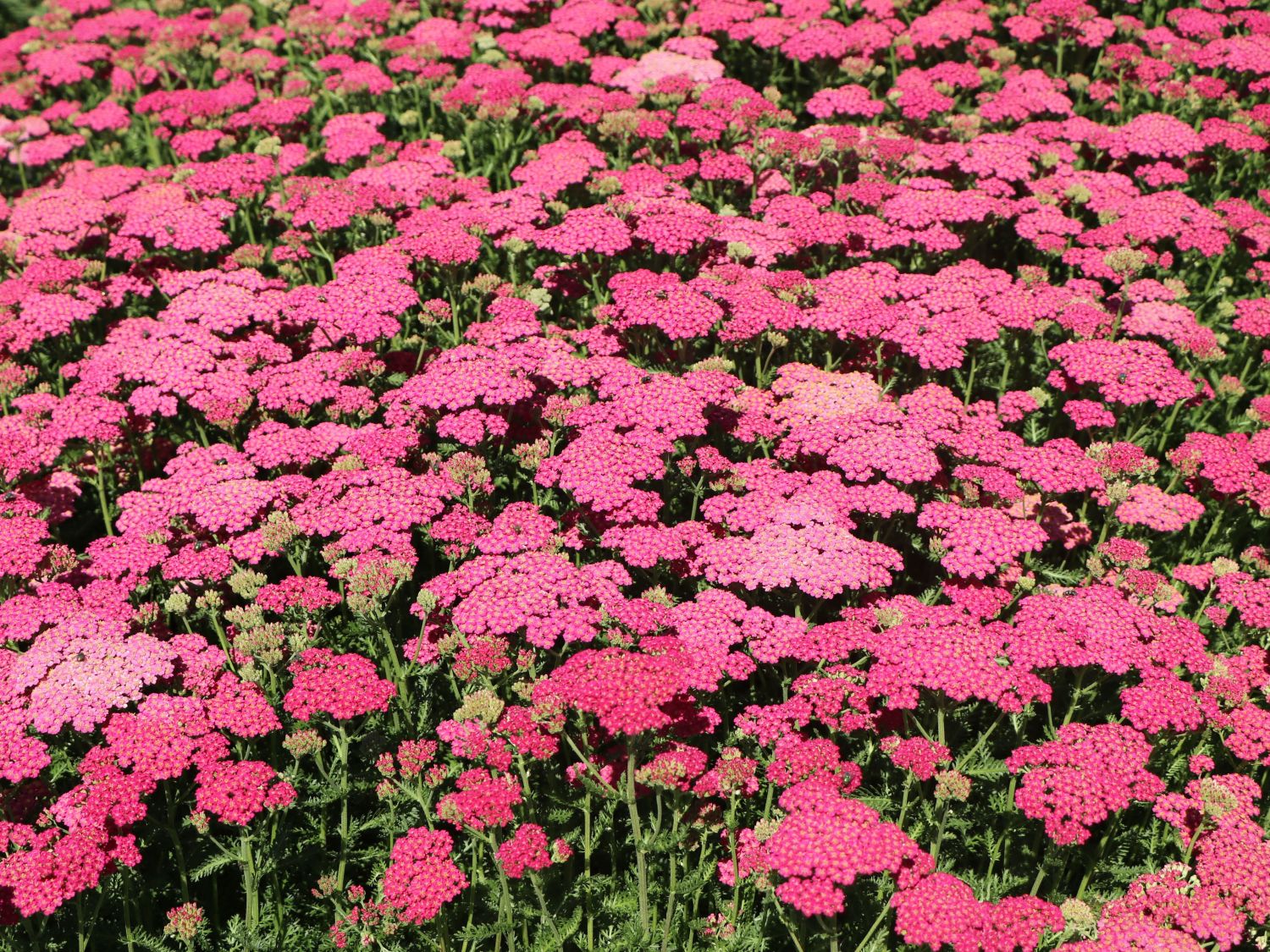 Schafgarbe 'New Vintage Rose' - Achillea millefolium 'New Vintage Rose'