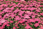 Schafgarbe 'New Vintage Rose' - Achillea millefolium 'New Vintage Rose'