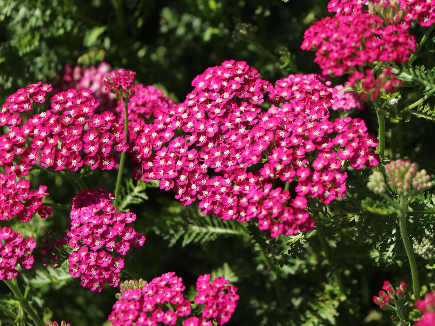 Schafgarbe 'New Vintage Violet' - Achillea millefolium 'New Vintage Violet'