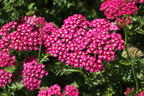 Schafgarbe 'New Vintage Violet' - Achillea millefolium 'New Vintage Violet'