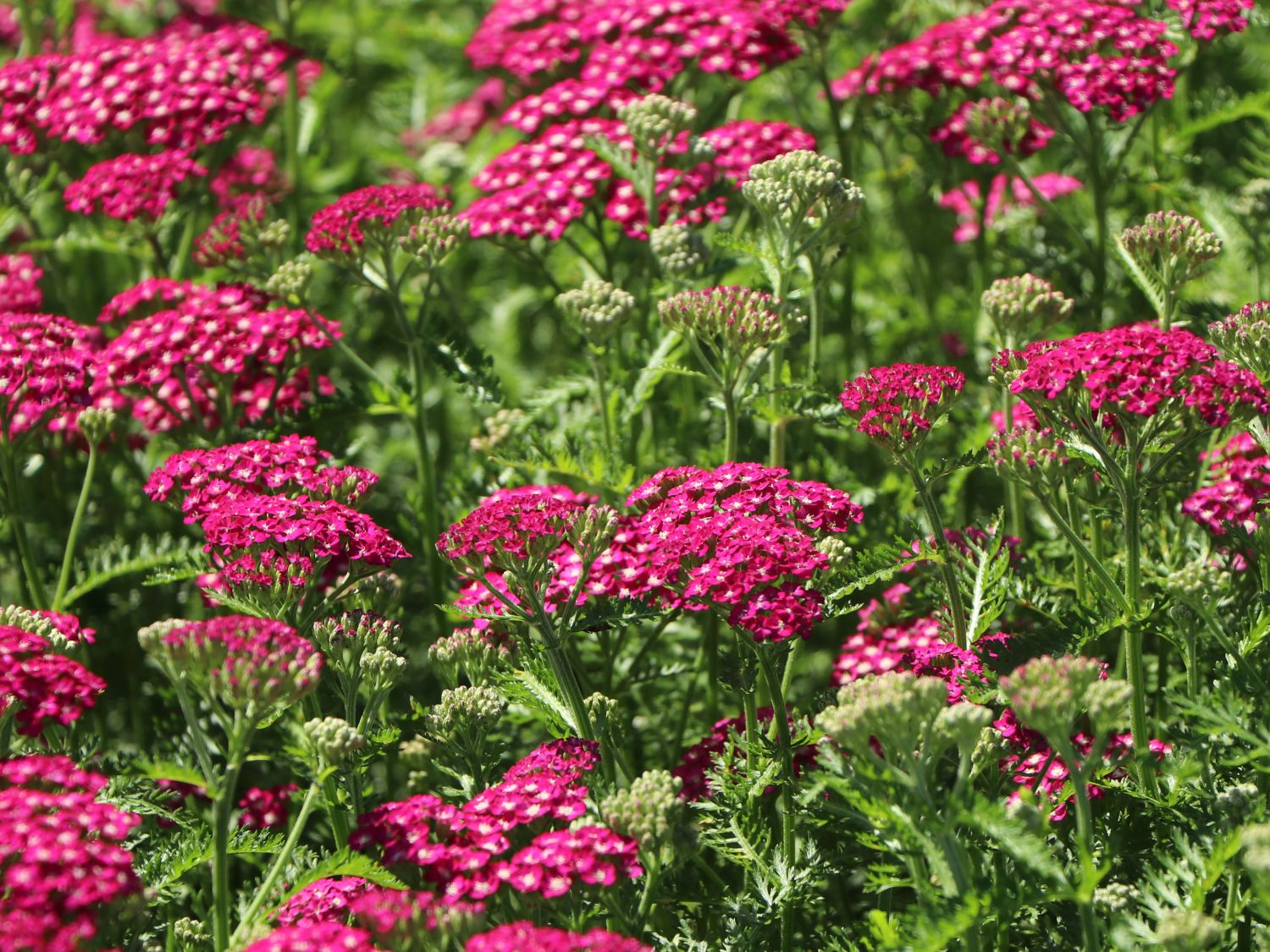 Schafgarbe 'New Vintage Violet' - Achillea millefolium 'New Vintage Violet'