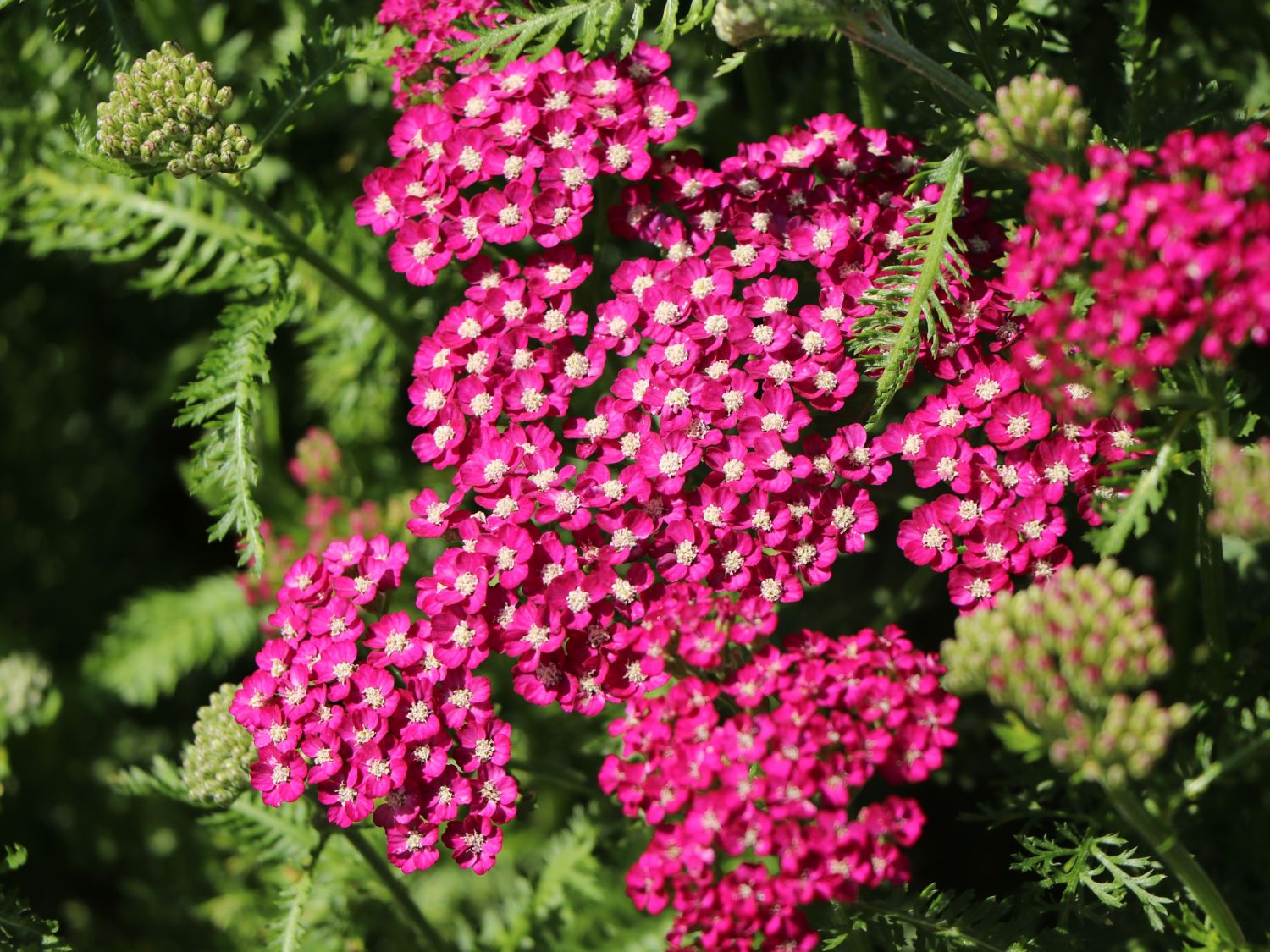 Schafgarbe 'New Vintage Violet' - Achillea millefolium 'New Vintage Violet'