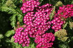 Schafgarbe 'New Vintage Violet' - Achillea millefolium 'New Vintage Violet'