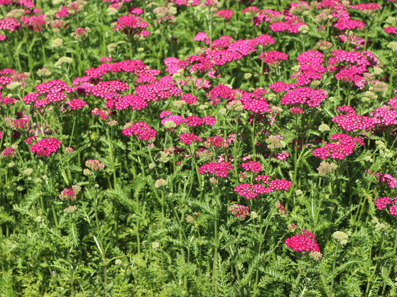 Schafgarbe 'New Vintage Violet' - Achillea millefolium 'New Vintage Violet'