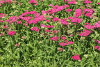 Schafgarbe 'New Vintage Violet' - Achillea millefolium 'New Vintage Violet'