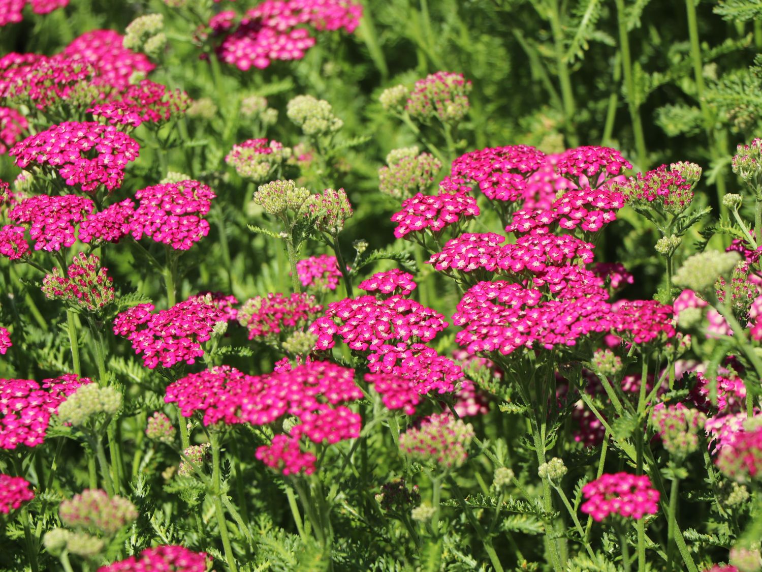 Schafgarbe 'New Vintage Violet' - Achillea millefolium 'New Vintage Violet'
