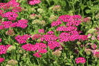 Schafgarbe 'New Vintage Violet' - Achillea millefolium 'New Vintage Violet'