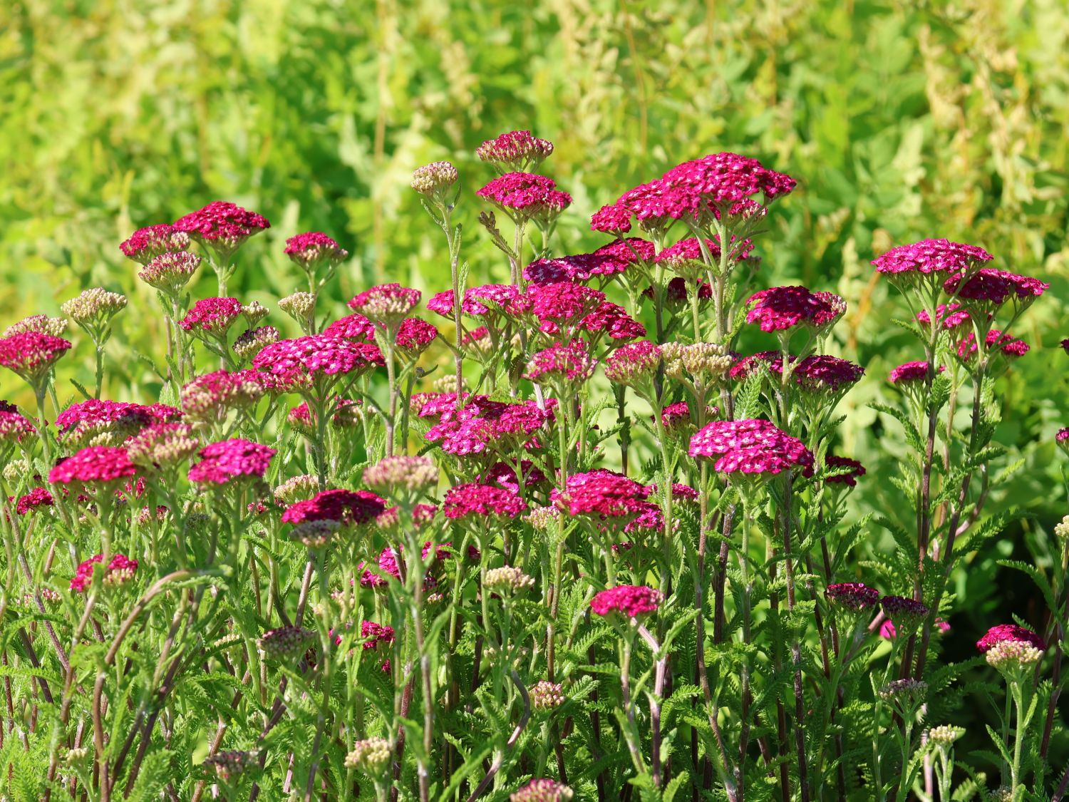 Schafgarbe 'New Vintage Violet' - Achillea millefolium 'New Vintage Violet'