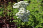 Schafgarbe 'New Vintage White' - Achillea millefolium 'New Vintage White'