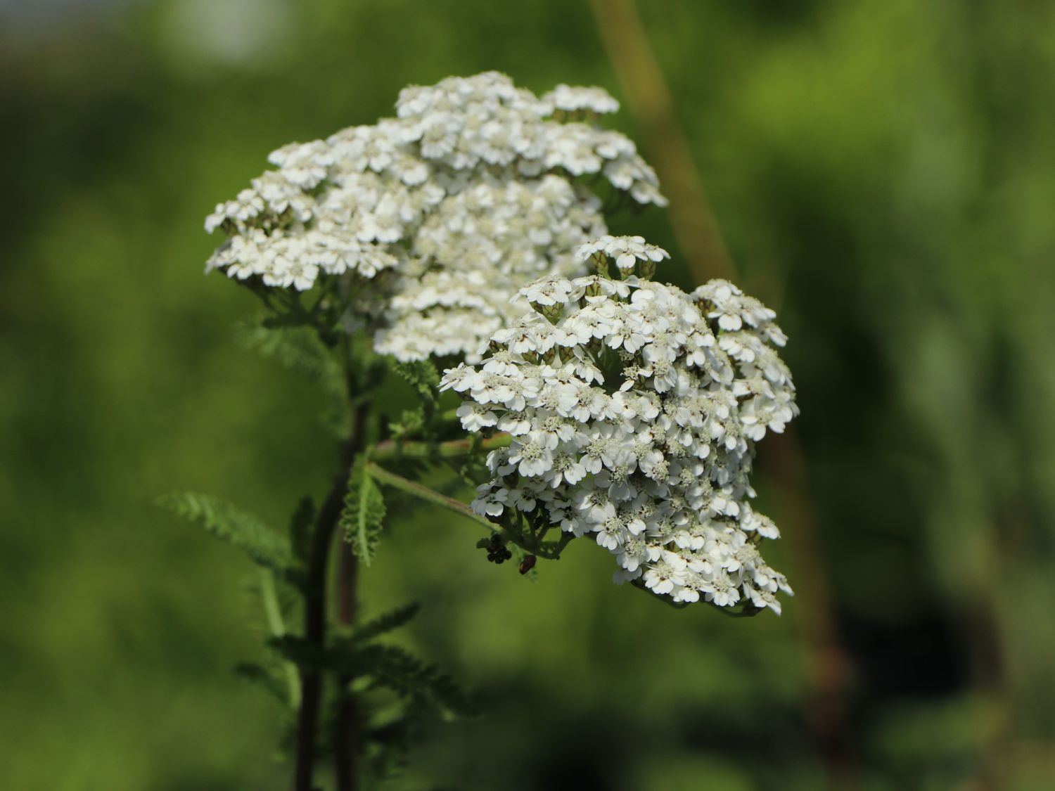 Schafgarbe 'New Vintage White' - Achillea millefolium 'New Vintage White'