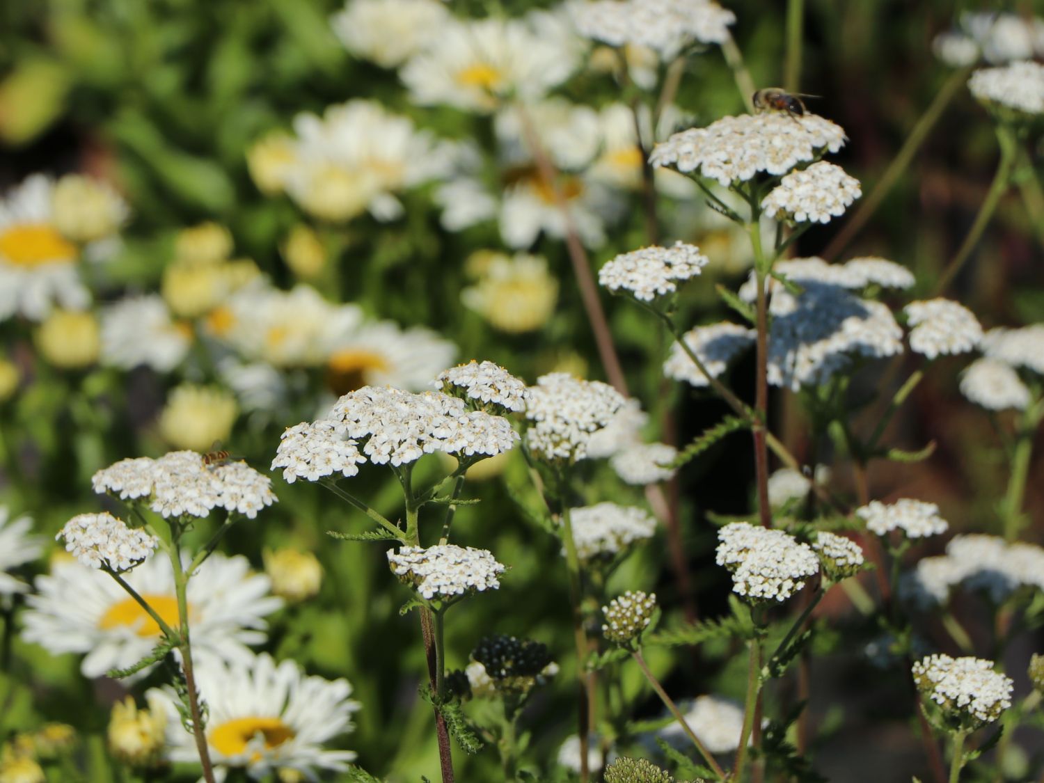 Schafgarbe 'New Vintage White' - Achillea millefolium 'New Vintage White'