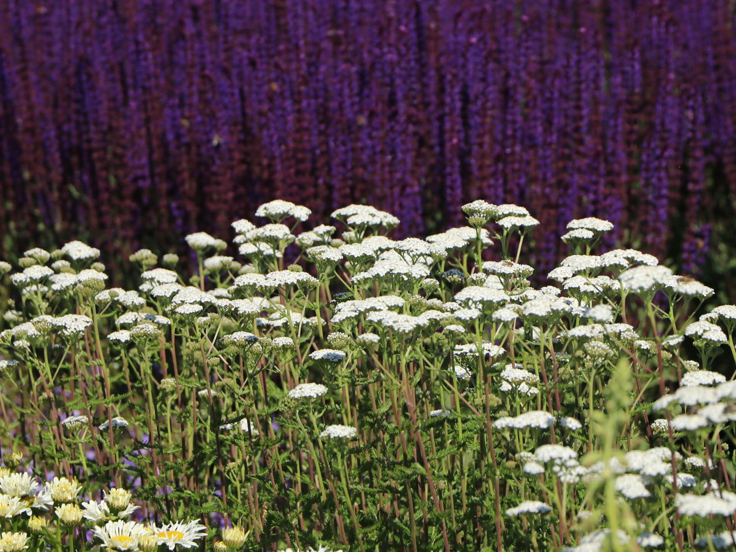 Schafgarbe 'New Vintage White' - Achillea millefolium 'New Vintage White'