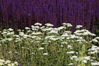 Schafgarbe 'New Vintage White' - Achillea millefolium 'New Vintage White'