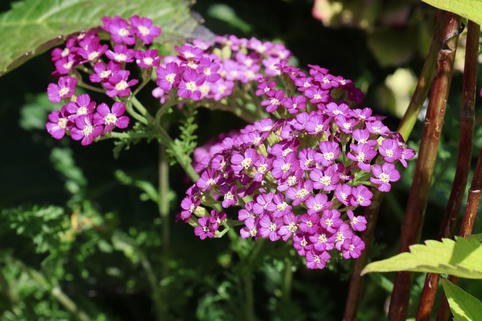 Schafgarbe 'Odilis' - Achillea millefolium 'Odilis'